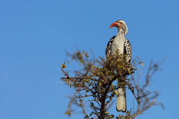 Mopanetoko oder Südlicher Rotschnabeltoko / Red-billed hornbill / Tockus rufirostris © Ludwig
