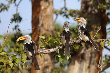 Rotringtoko oder Südlicher Gelbschnabeltoko / Southern yellow-billed hornbill / Tockus leucomelas © Ludwig
