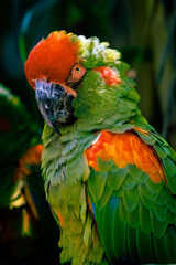 A red-fronted macaw (Ara rubrogenys) © EderMarcos