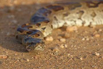 Fototapeta premium Südlicher Felsenpython / Southern African rock python / Python natalensis
