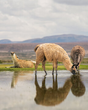 View of llamas drinking from a shallow pool with reflections in the Siloli Desert, Sur Lipez, Departamento de Potosi, Bolivia.
