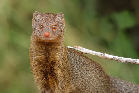 Schlankmanguste / Common slender mongoose / Galerella sanguinea vel Herpestes sanguineus
