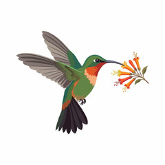 Fototapeta premium Colorful Hummingbird Feeding on Bright Flowers - Flat Vector Illu
