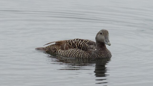 A beautiful eider duck swims and dives in the calm, gray waters of J&ouml;kuls&aacute;rl&oacute;n glacial lagoon on Iceland. This close-up footage captures the peaceful wildlife in a remote, natural setting.