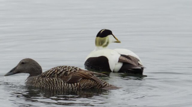 Watch common eider ducks, male and female, gracefully swimming in the tranquil waters of J&ouml;kuls&aacute;rl&oacute;n glacial lagoon on Iceland. Serene nature scene under overcast skies.