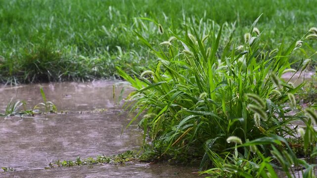 Wet Sidewalk and Green Foxtail Grass Beside a Rainy Lawn With Puddles and Droplets