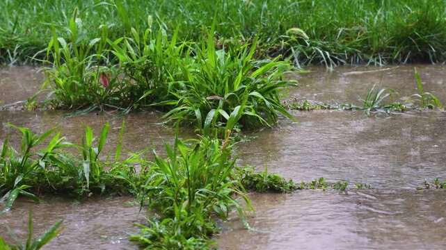 Wet Sidewalk and Green Foxtail Grass Beside a Rainy Lawn With Puddles and Droplets