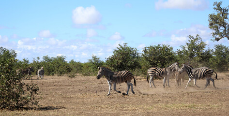 Steppenzebra / Burchell's zebra / Equus quagga burchellii © Ludwig