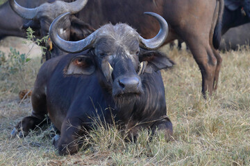 Kaffernbüffel und Rotschnabel-Madenhacker / African buffalo and Red-billed oxpecker / Syncerus caffer et Buphagus erythrorhynchus