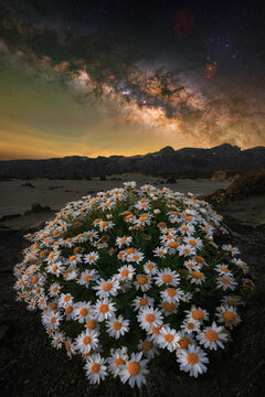 View of a cluster of white daisies blooming in the volcanic landscape of Minas de San Jose under the starry Milky Way galaxy at night in La Orotava, Canary Islands, Spain.