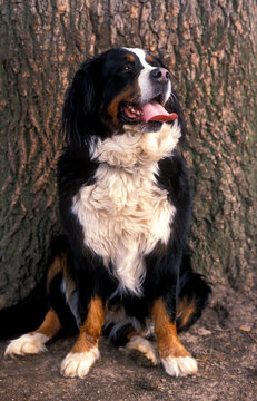 Bernese Mountain dog portrait