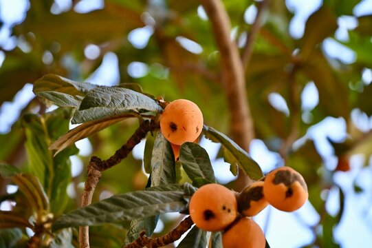 A close-up shot of ripe yellow-orange loquat fruits (Eriobotrya japonica), also known as Japanese plum or nespolo, hanging on a tree branch among dense green leaves. Tropical fruit foliage background