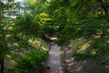 Naklejka premium 日本の風景・初夏 長野 日本100名城 新緑の上田城趾公園 けやき並木遊歩道