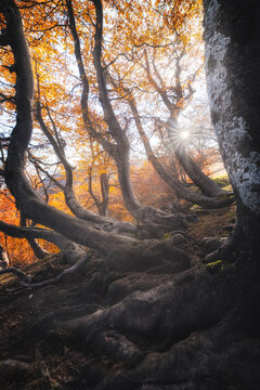 View of the ancient beech forest with gnarled tree roots, vibrant autumn foliage, and sunburst light filtering through the canopy in Ceppo, Abruzzo, Italy.
