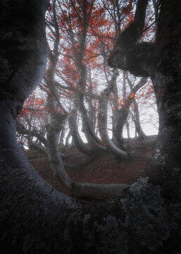View of the ancient, twisted beech trees in the Bosco del Ceppo forest with vibrant autumn foliage and a misty atmosphere in Ceppo, Abruzzo, Italy.