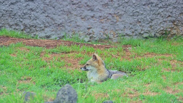 Gray fox resting in the grass