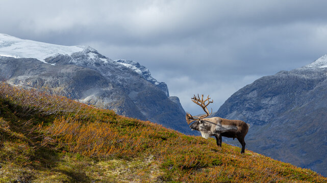 View of a reindeer with large antlers standing on a hillside with autumn vegetation, set against dramatic snow-capped mountains near Trollstigen, Valldal, More og Romsdal, Norway.