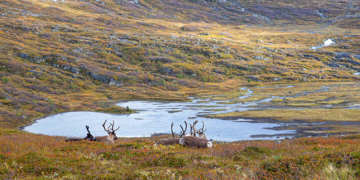 View of reindeer resting in the mountainous landscape near Trollstigen with a small lake and autumn vegetation in Valldal, More og Romsdal, Norway.