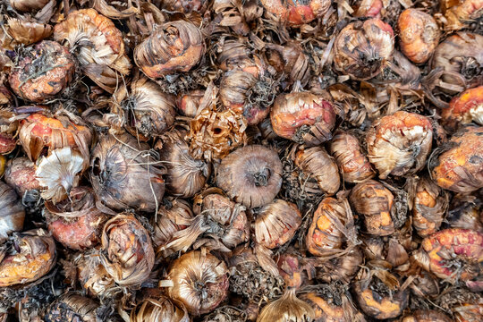Close up of dry brown and orange Gladiolus Large Black Star corms