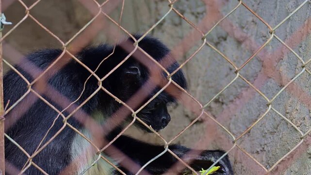 Close-up of a spider monkey eating fruit at the zoo.