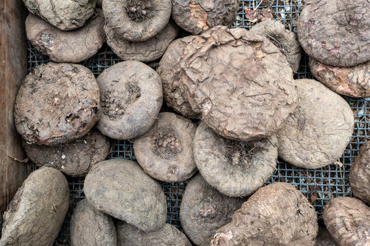 Cyclamen hederifolium tubers prepared for garden planting