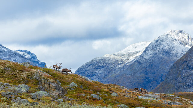 View of reindeer grazing on a rocky mountain slope with snow-capped peaks in the background near Trollstigen in Valldal, More og Romsdal, Norway.