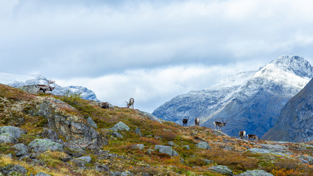 View of a herd of reindeer grazing on a rocky, mossy mountain slope with snow-capped peaks in the background near Trollstigen in Valldal, More og Romsdal, Norway.