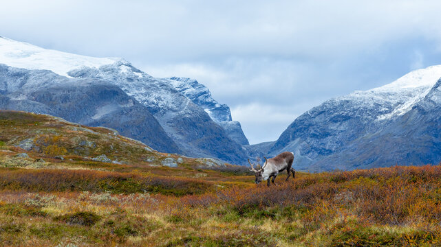 View of a reindeer grazing in the autumn tundra with snow-capped mountains near Trollstigen in Valldal, More og Romsdal, Norway.
