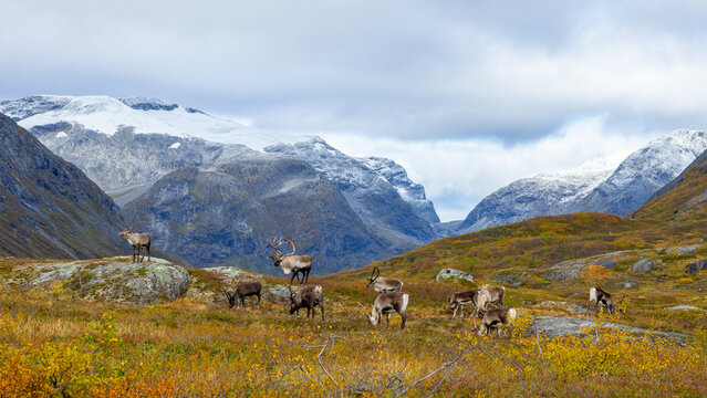 View of a herd of reindeer grazing on the rocky, autumn-colored slopes near Trollstigen with snow-capped mountains in the background in Valldal, More og Romsdal, Norway.