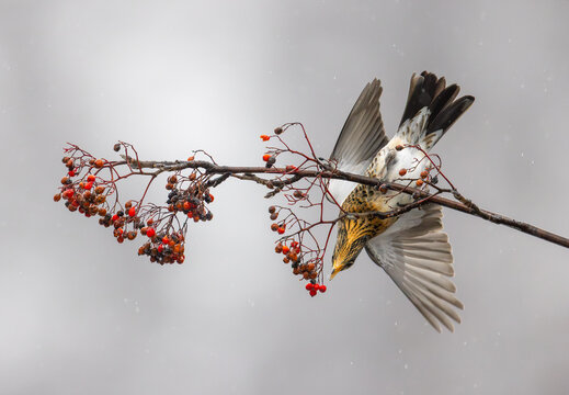 View of a fieldfare bird with wings spread feeding on red rowan berries on a branch during a winter day in Valldal, More og Romsdal, Norway.