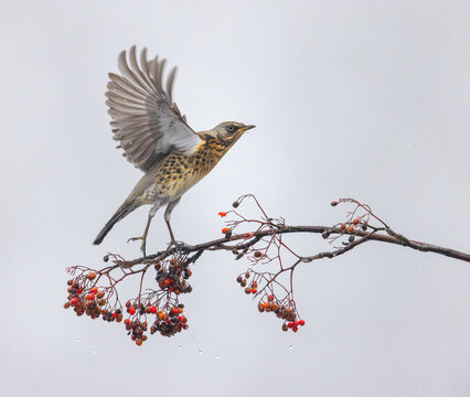 View of a fieldfare taking flight from a rowan branch laden with red berries in Valldal, More og Romsdal, Norway.