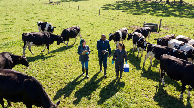 Diverse team of young veterinarians inspecting a herd of dairy cows in a green pasture during a veterinary field visit, assessing livestock health and supporting herd management on a farm