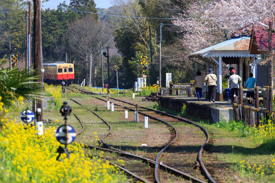 桜と菜の花が咲く春爛漫の小湊鐵道・里見駅で列車の到着を待っていた人達