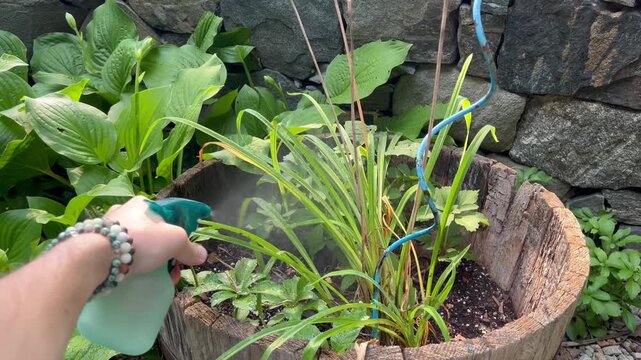 Person spraying water on potted plants in a garden barrel planter