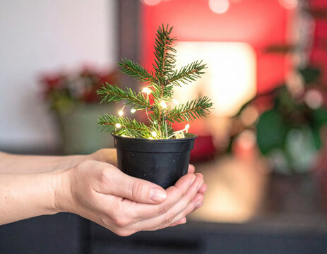 Mini christmas tree small fir fairy light holiday decor hand holding potted plant cozy home winter season festive mood soft bokeh Mini christmas tree small fir fairy light Christmas Concept