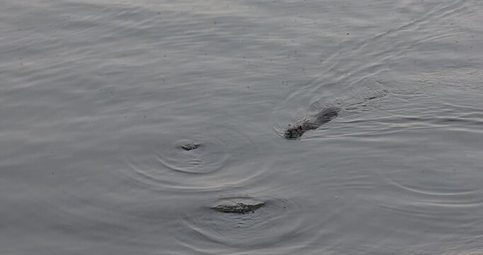 02.07.2026 - Prague Vlatava River and Nutria