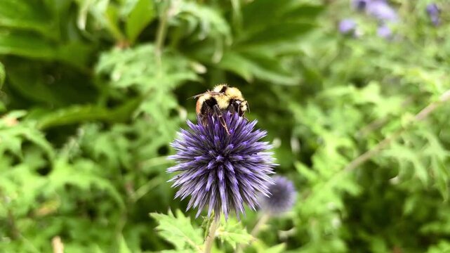 Macro video of a bumblebee cleaning its head and proboscis with legs on a purple globe thistle flower. Fluffy bee grooming itself close-up in a garden.