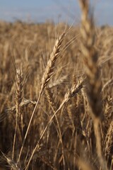 Obraz premium Golden wheat ears growing in field, closeup