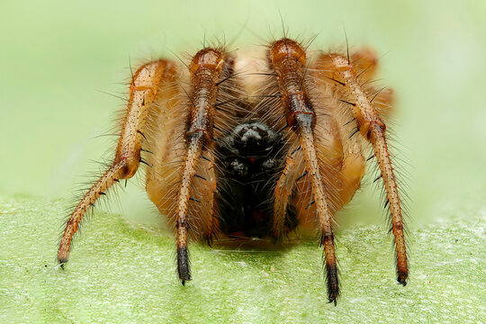 Orb-weaver spiders