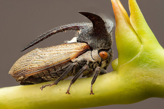 treehopper on green background