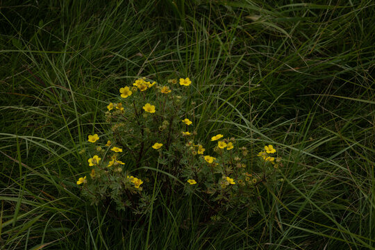 Yellow Shrubby Cinquefoil Flowers Growing Among Wild Green Grass
