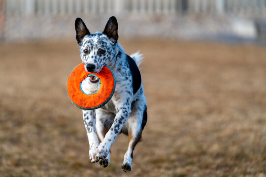 View of an Australian Cattle Dog mix jumping to catch an orange frisbee in a park in Lehi, Utah, United States.