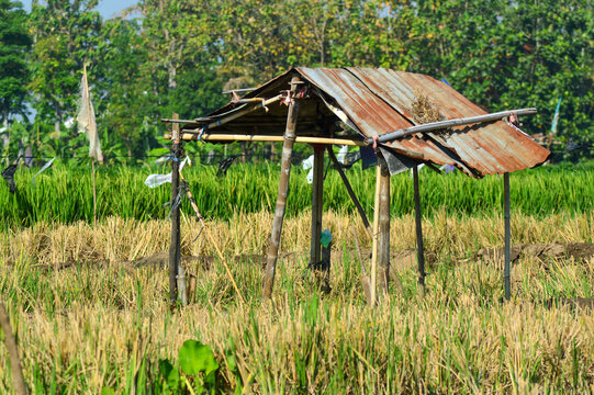 Traditional wooden and zinc shack hut standing in a harvested rice paddy field under bright sunlight.