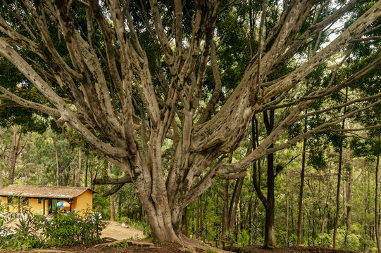 View of a large, sprawling tree with intricate branches in a lush forest setting with a small yellow building in the background in Antigua Guatemala, Sacatepequez Department, Guatemala.
