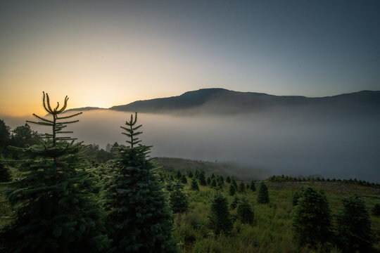 View of a coniferous tree plantation in the misty landscape at sunrise, with soft golden light illuminating the fog over the mountains in Hardangerfjord, Norway.