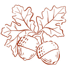 Hand Drawn Acorn Cluster with Detailed Oak Leaves for Autumn Nature and Seasonal Fall Artwork © lesiuoag