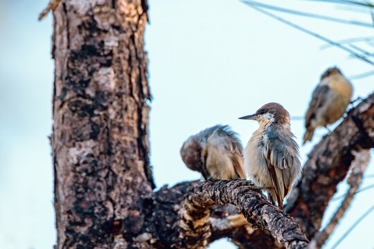 Three brown-headed nuthatches (Sitta pusilla) in south Florida.