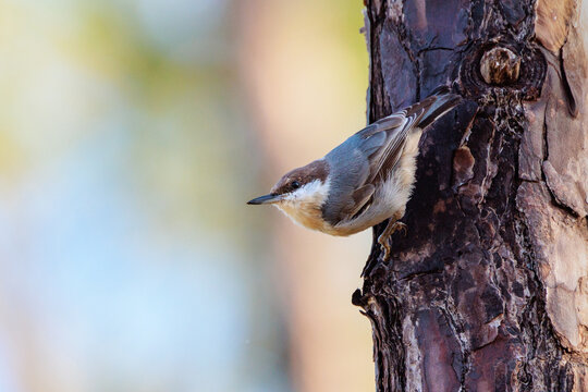 Brown-headed nuthatch (Sitta pusilla) in south Florida.