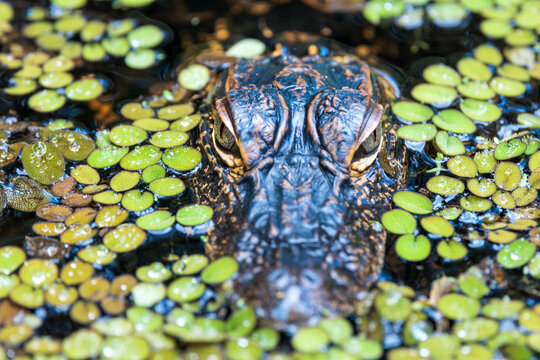 Closeup of a young American alligator (Alligator mississippiensis) in Corkscrew Regional Ecosystem Watershed, Florida
