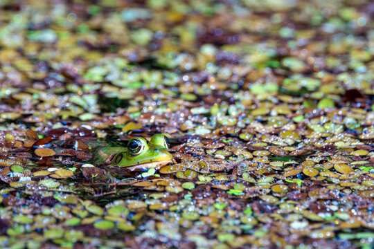 A species of American water frog (genus Lithobates). I suspect it's a pig frog (Lithobates grylio) because I heard pig-like grunts from the area. Check ID with an expert.